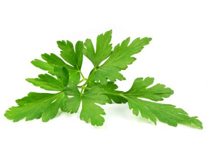 гидролат петрушки купить гидролат петрушки