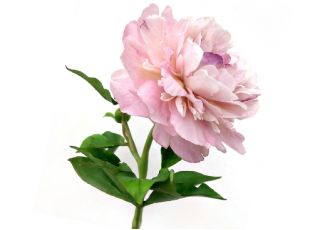 Гидролат пиона Гидролат пиона