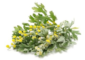 Гидролат полыни Гидролат полыни