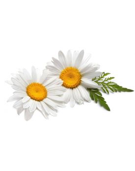 Гидролат ромашки TEST Product Alt