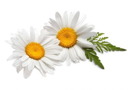 гидролат ромашка гидролат ромашки купить