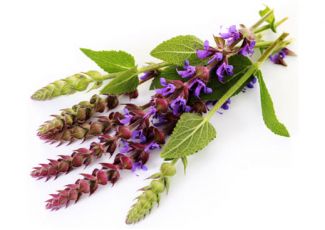 Гидролат шалфея