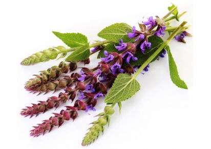 гидролат шалфея купить гидролат шалфея для лица