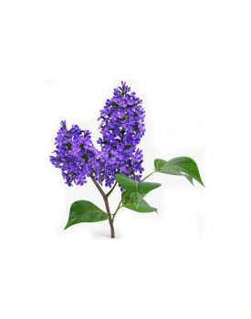 Гидролат сирени TEST Product Title Гидролат сирени TEST Product Alt