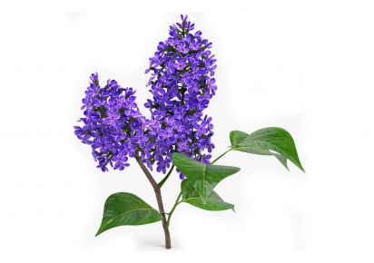 гидролат для волос