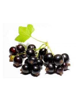 Гидролат смородины TEST Product Title Гидролат смородины TEST Product Alt