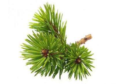 гидролат сосны цена гидролат сосны