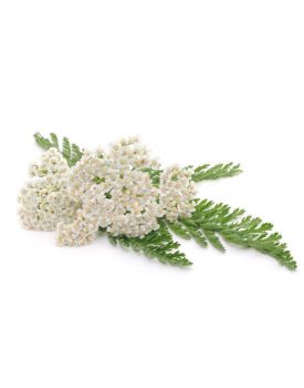 Гидролат тысячелистника TEST Product Title Гидролат тысячелистника TEST Product Alt