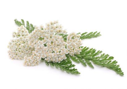 гидролат тысячелистника