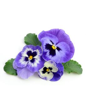 Гидролат трехцветной фиалки TEST Product Title Гидролат трехцветной фиалки TEST Product Alt