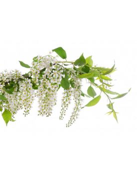 100 мл флакон + спрей, Гидролат цвета черемухи, 9540 TEST Product Title 100 мл флакон + спрей, Гидролат цвета черемухи, 9540 TEST Product Alt