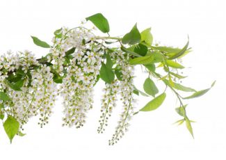 Гидролат цвета черемухи Гидролат цвета черемухи