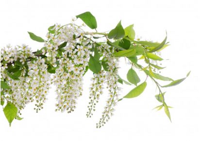 Гидролат купить гидролат черемухи