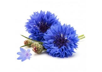 Гидролат василька Гидролат василька