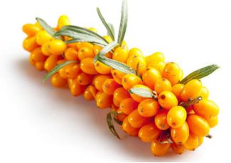 Гидролат ягод облепихи Гидролат ягод облепихи