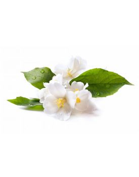 Гидролат жасмина TEST Product Title Гидролат жасмина TEST Product Alt