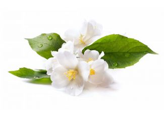 Гидролат жасмина Гидролат жасмина