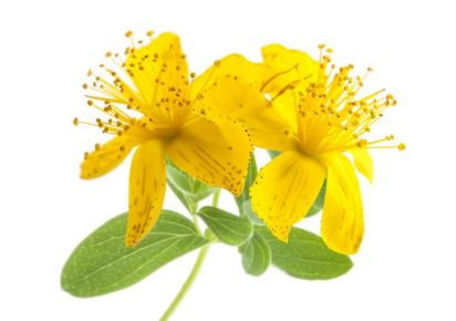 гидролат зверобоя свойства гидролат зверобоя