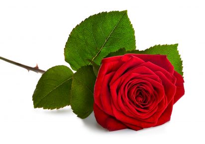 екстракт троянди екстракт троянди