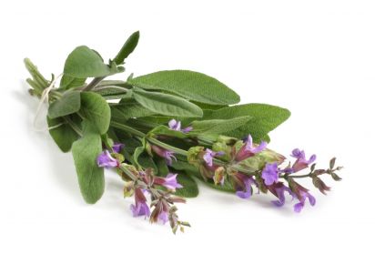 екстракт шавлії ціна екстракт шавлії