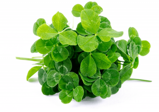 Экстракт концентрат люцерны TEST Product Title Экстракт концентрат люцерны TEST Product Alt