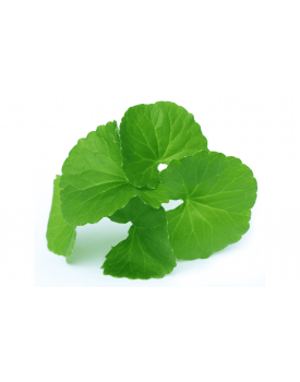 Экстракт концентрат центеллы азиатской TEST Product Title Экстракт концентрат центеллы азиатской TEST Product Alt