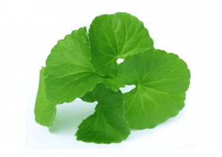 Экстракт концентрат центеллы азиатской TEST Product Title Экстракт концентрат центеллы азиатской TEST Product Alt