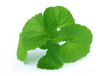 экстракт центеллы азиатской экстракт центеллы азиатской в косметике